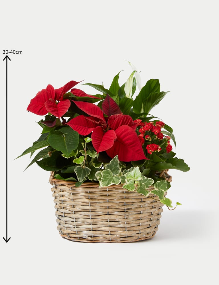 Christmas flowers gift baskets new arrivals