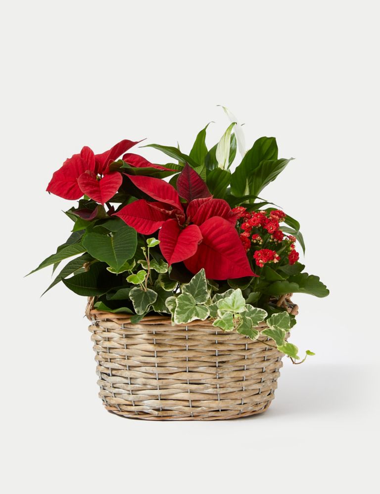 Festive Planted Basket with Poinsettia 2 of 4