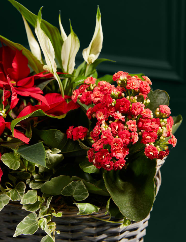 Festive Planted Basket with Poinsettia M S