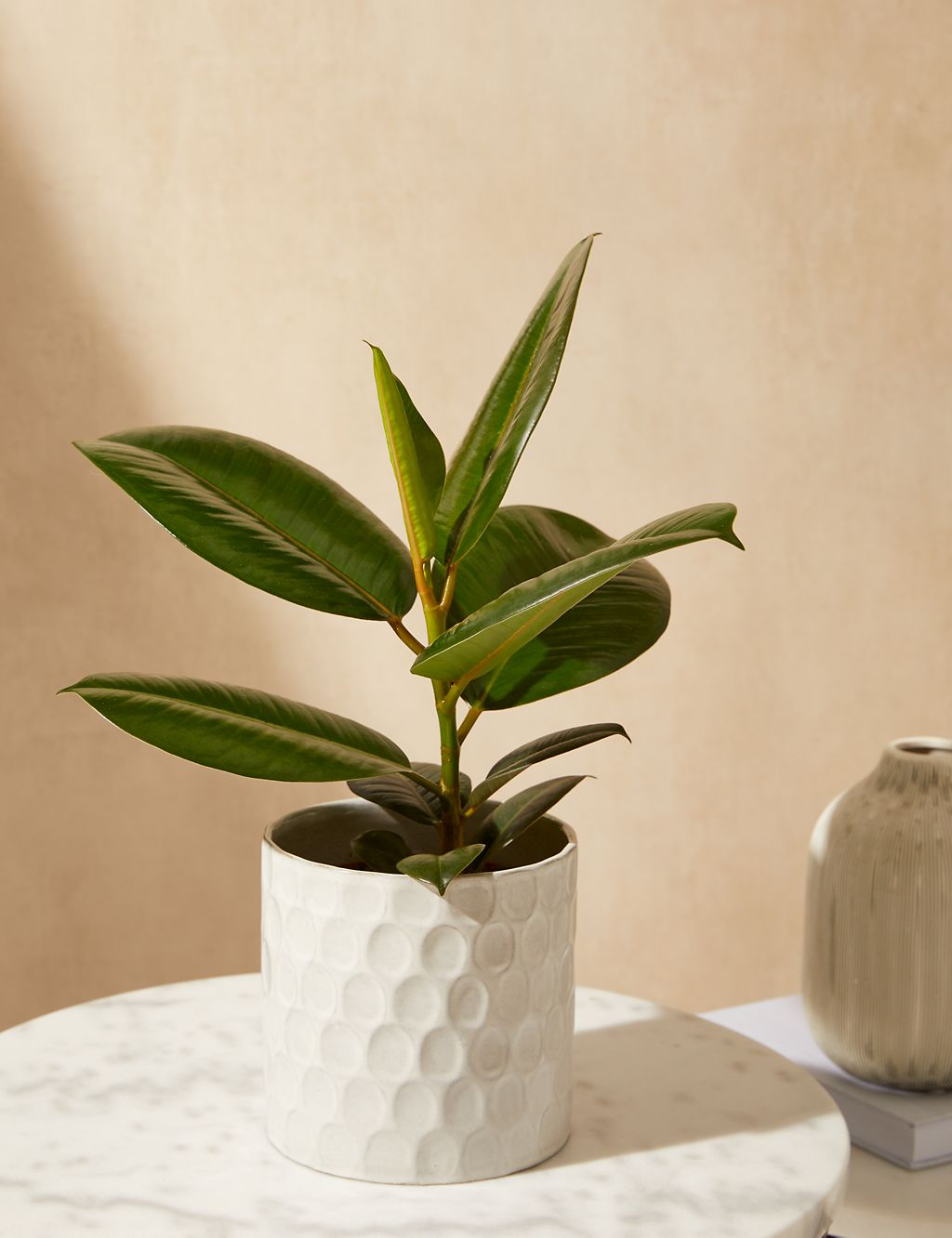 Ficus Robusta Plant With Ceramic Pot 3 of 4