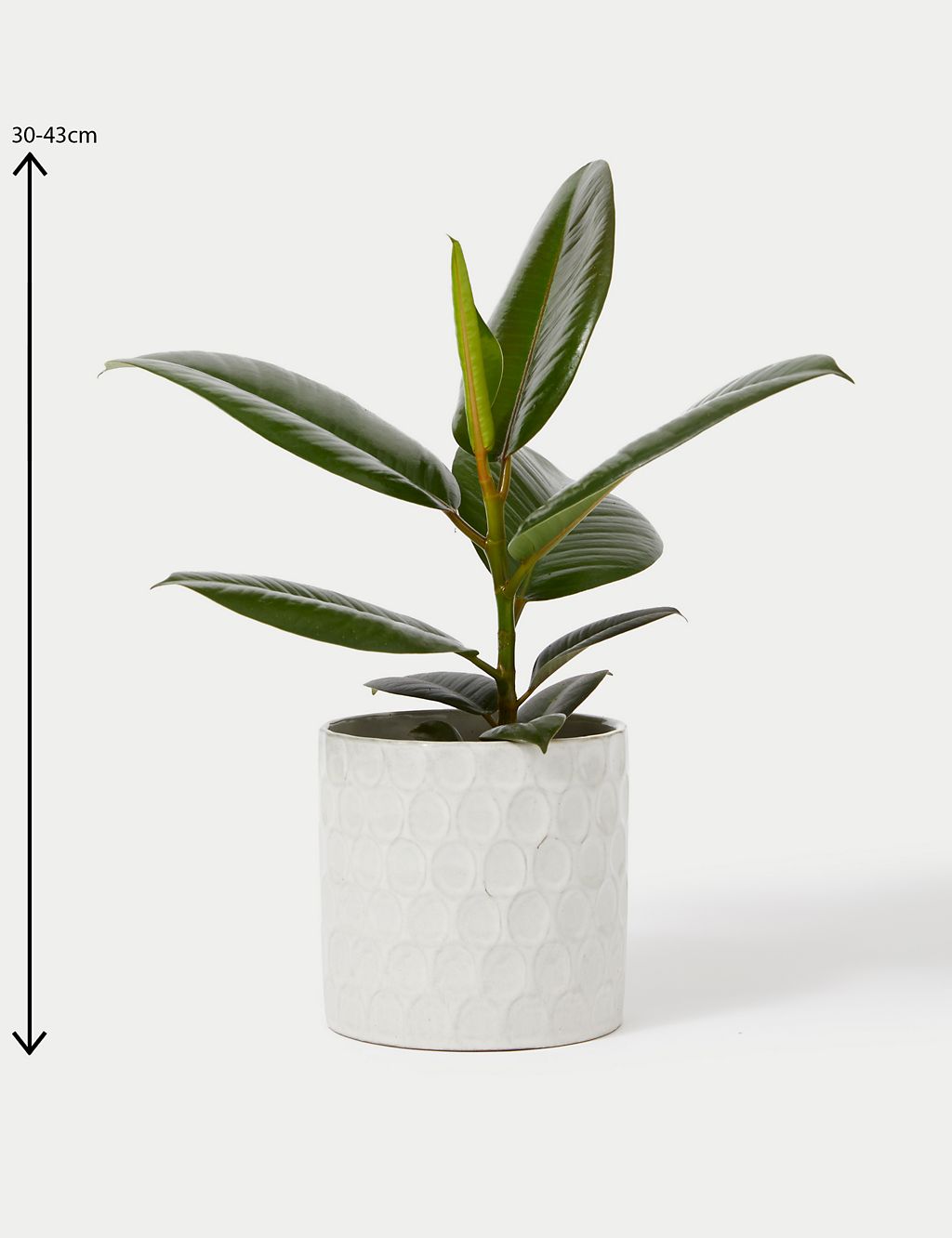 Ficus Robusta Plant With Ceramic Pot 4 of 4