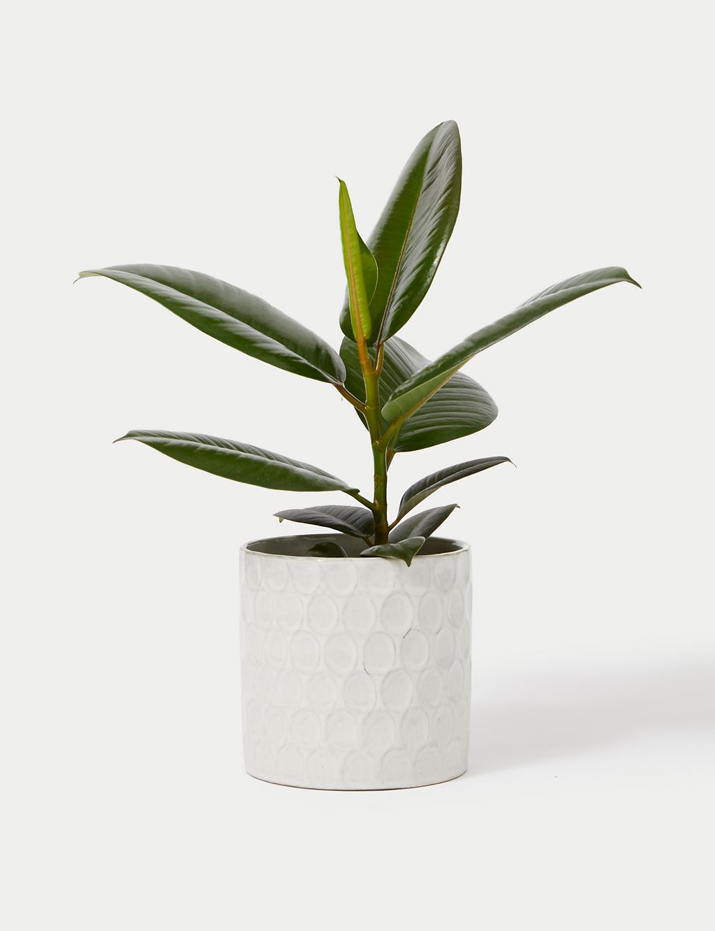 Ficus Robusta Plant With Ceramic Pot 1 of 4