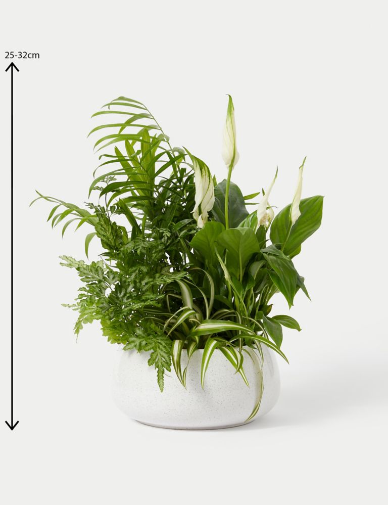 Foliage Planter (Delivery from 1st June 2024) 4 of 4