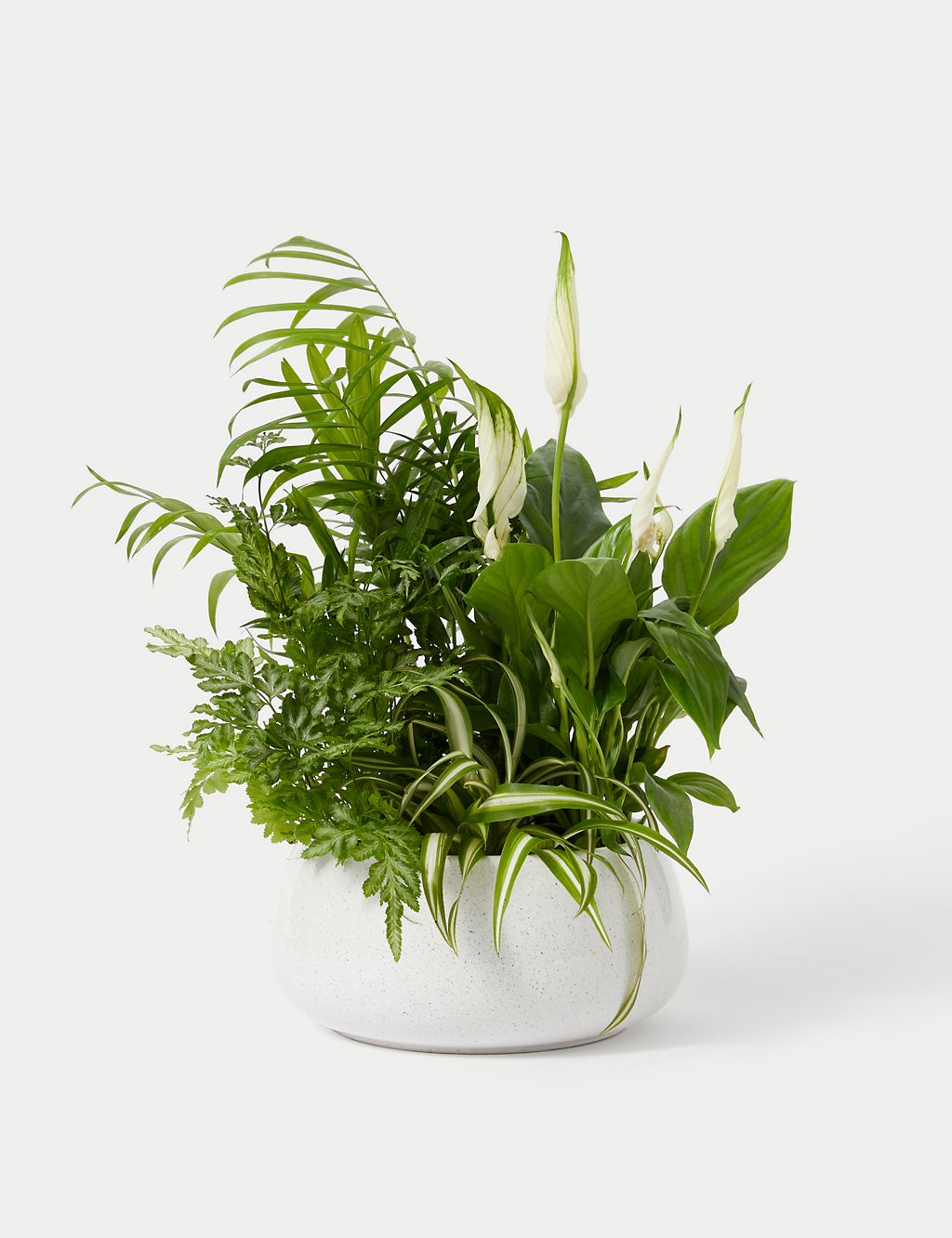 Foliage Planter (Delivery from 1st June 2024) 1 of 4