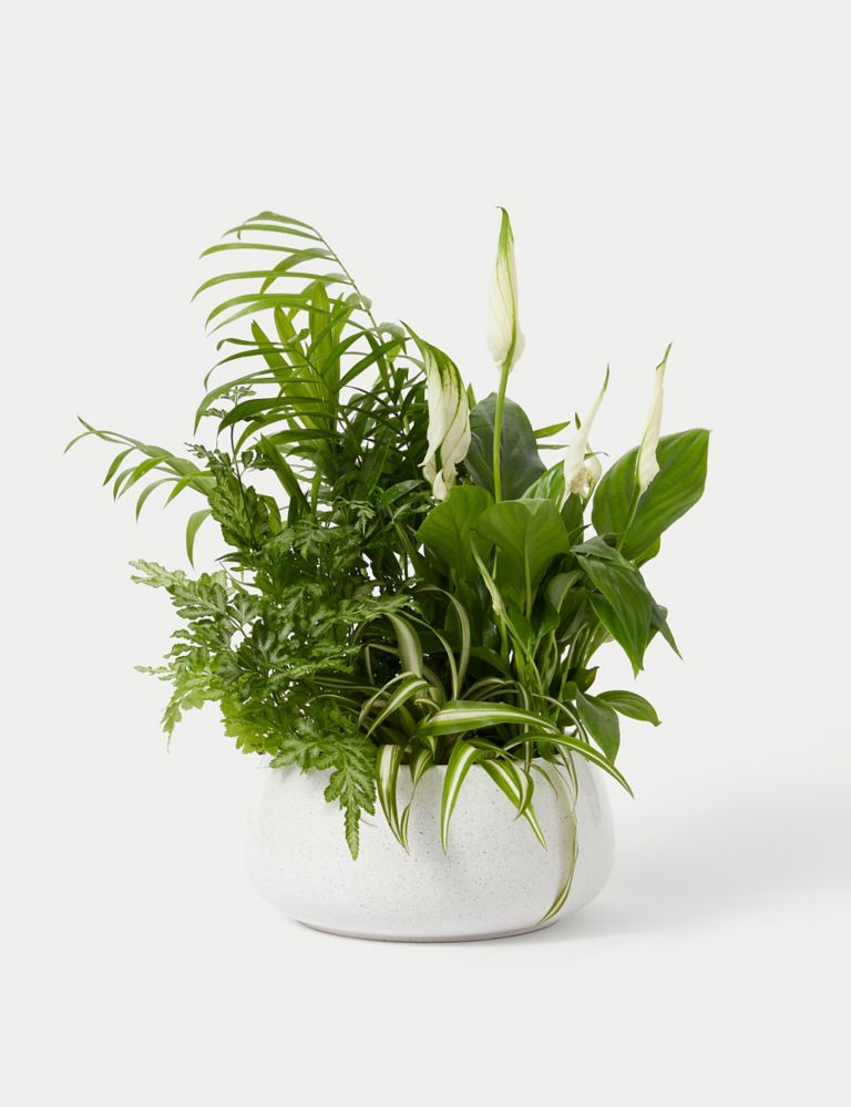Foliage Planter (Delivery from 1st June 2024) 2 of 4