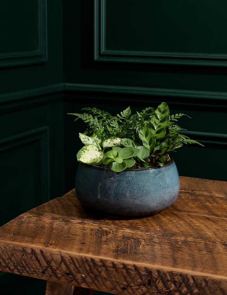 Marks and hot sale spencer plants