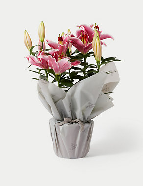 marksandspencer.com | Gift Wrapped Oriental Lily