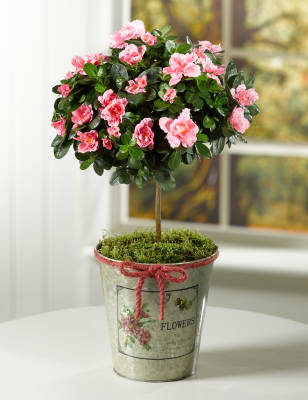 Azalea Standard in Zinc Pot | M&S