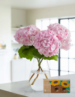 Image of Bouquet of little fresco hydrangea flowers