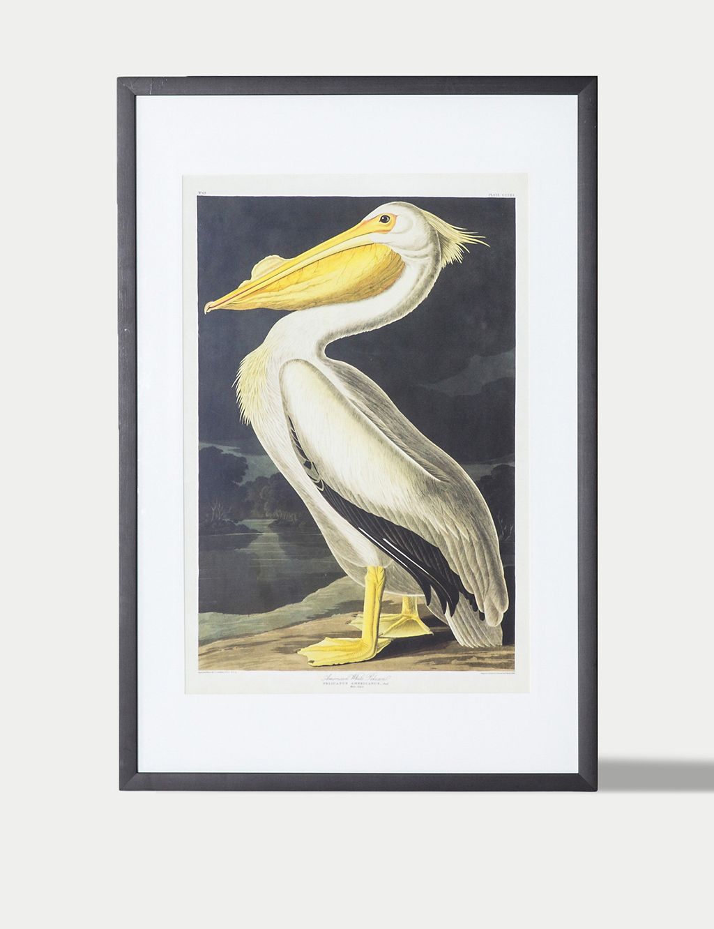 Inquisitive Pelican Rectangle Framed Art 1 of 4