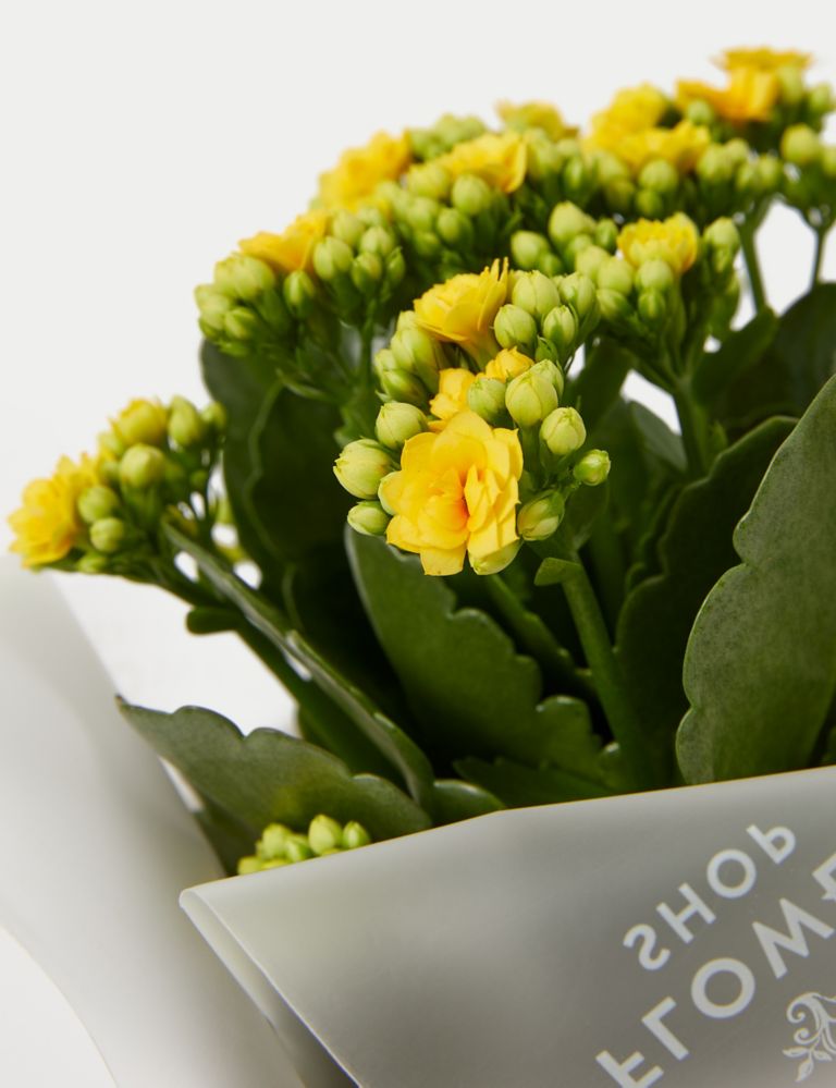 Kalanchoe Gift Bag with Prosecco 4 of 5