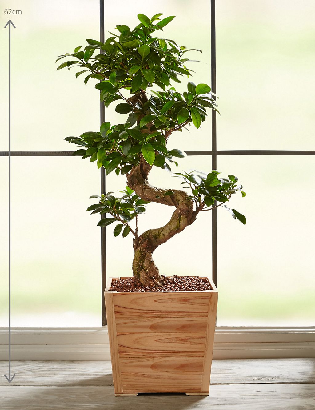 Large Ficus Ginseng 2 of 6