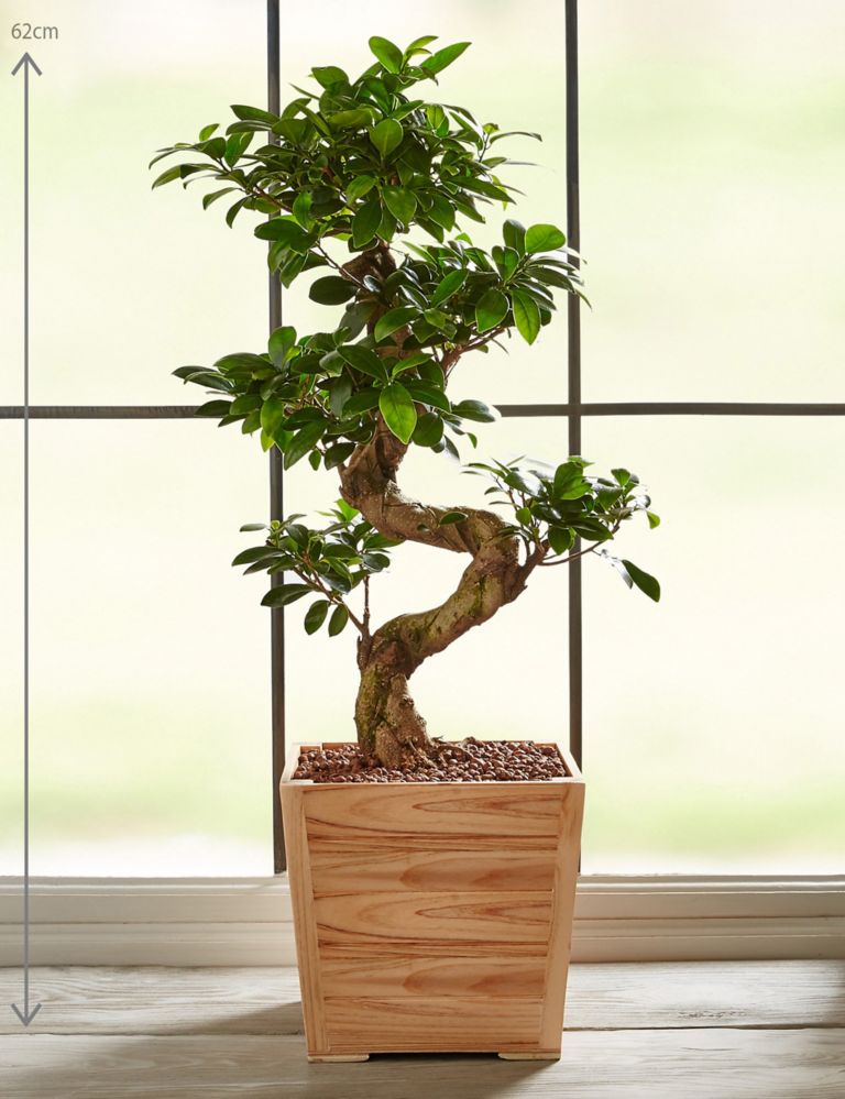 Large Ficus Ginseng 3 of 6