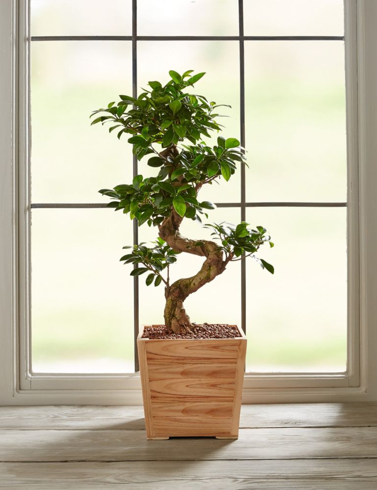 Large Ficus Ginseng 4 of 6