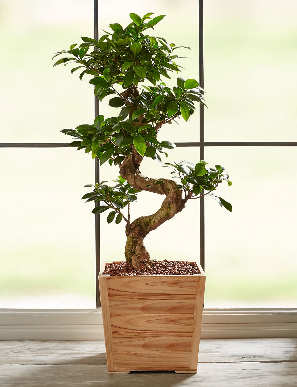 Large Ficus Ginseng 1 of 6