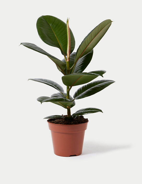 - 1 x Large Plant in 5 Litre Pot Rubber Plant Houseplant 90-100cm Ficus Elastica Robusta 3 Stem 