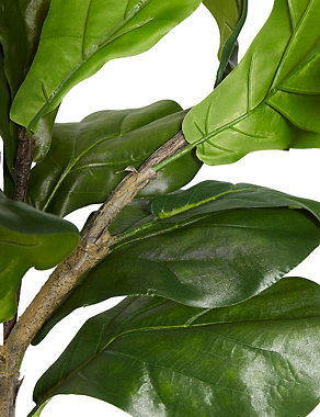 Large Fiddle Leaf Fig Tree Image 2 of 4