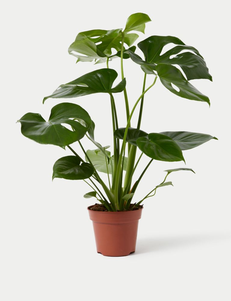 Large Monstera (Swiss Cheese Plant) 1 of 4