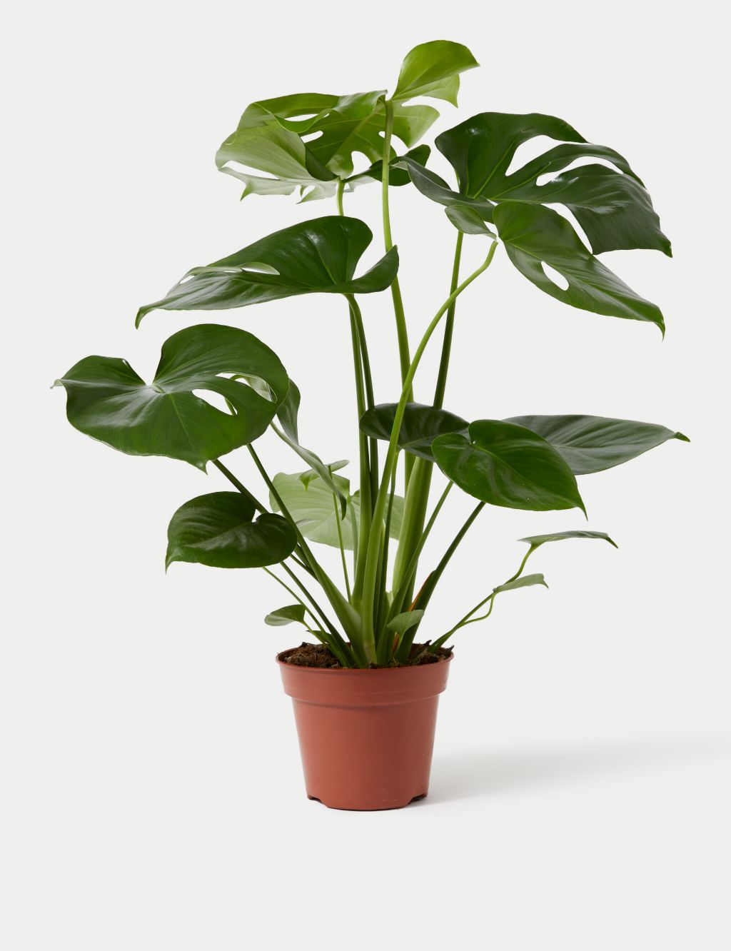 Large Monstera (Swiss Cheese Plant) 3 of 4