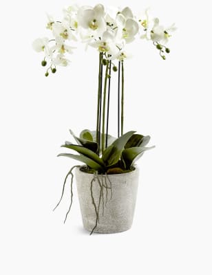 Ms Orchid In Glass Vase