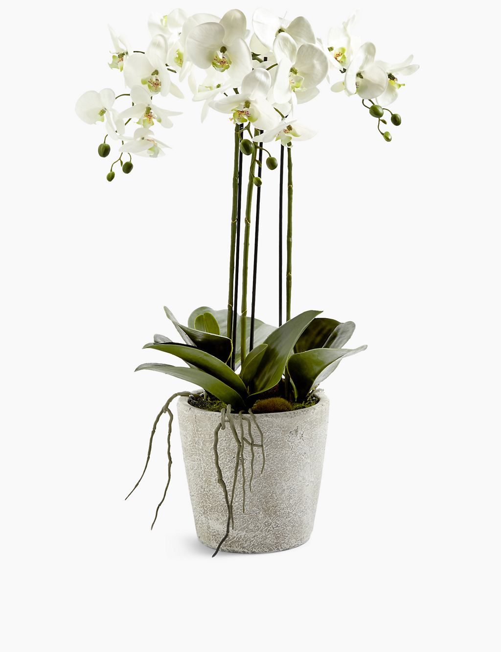 Large Orchid in Ceramic Pot 1 of 3