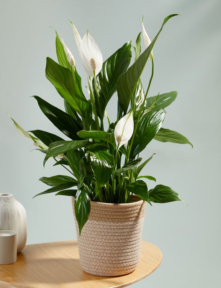 Large Peace Lily in Basket 1 of 4