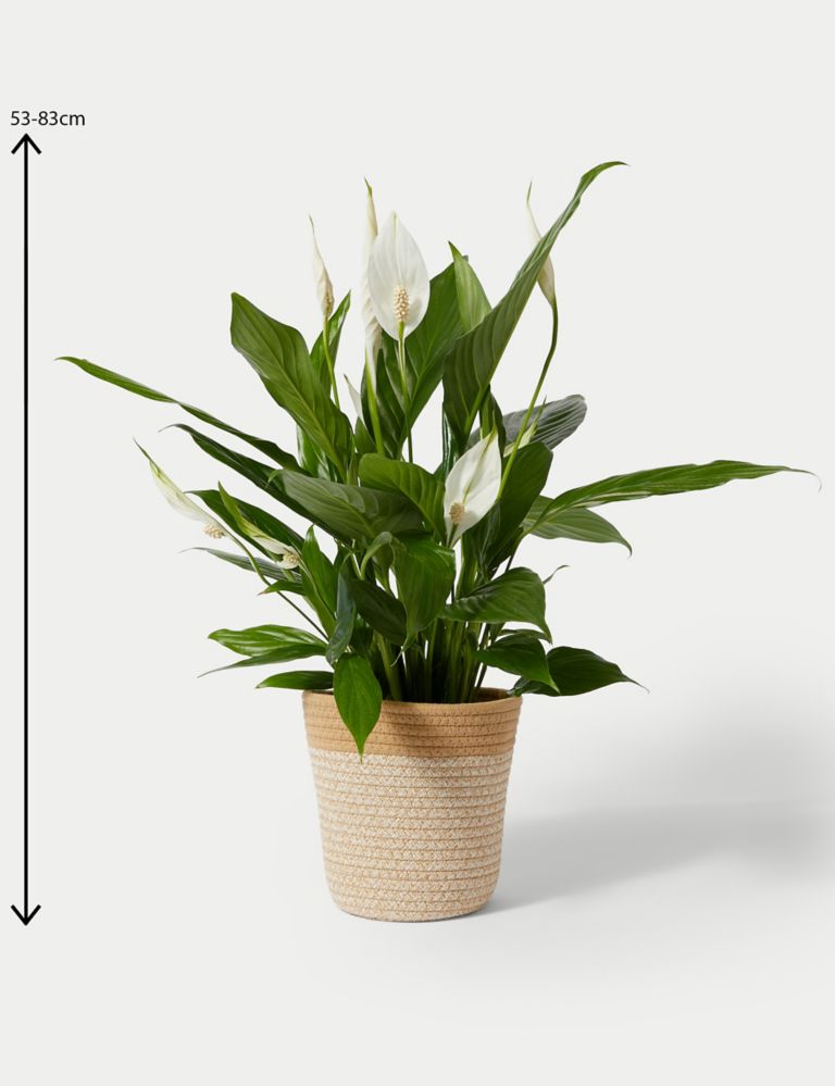 Large Peace Lily in Basket 4 of 4