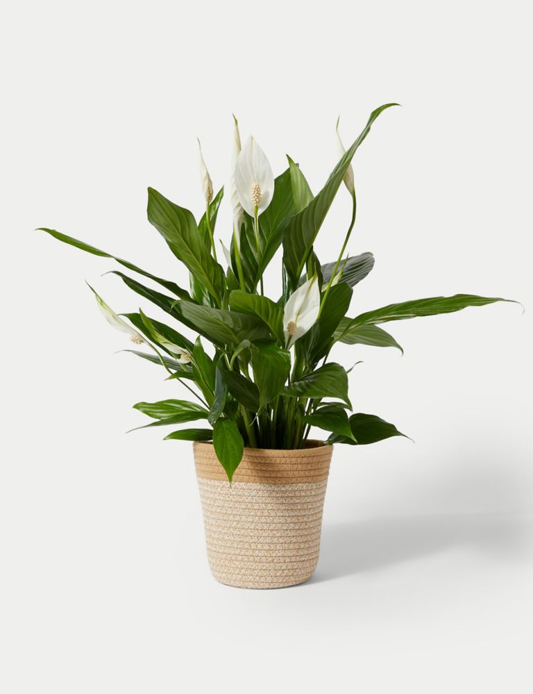Large Peace Lily in Basket 2 of 4