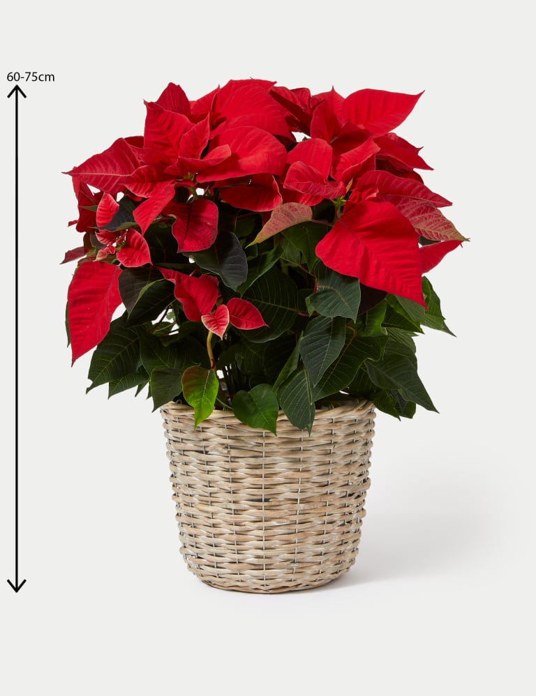 Red christmas plant poinsettia sale