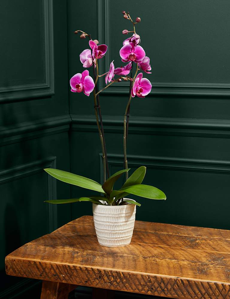 Large Purple Phalaenopsis Orchid in Ceramic Pot 1 of 4