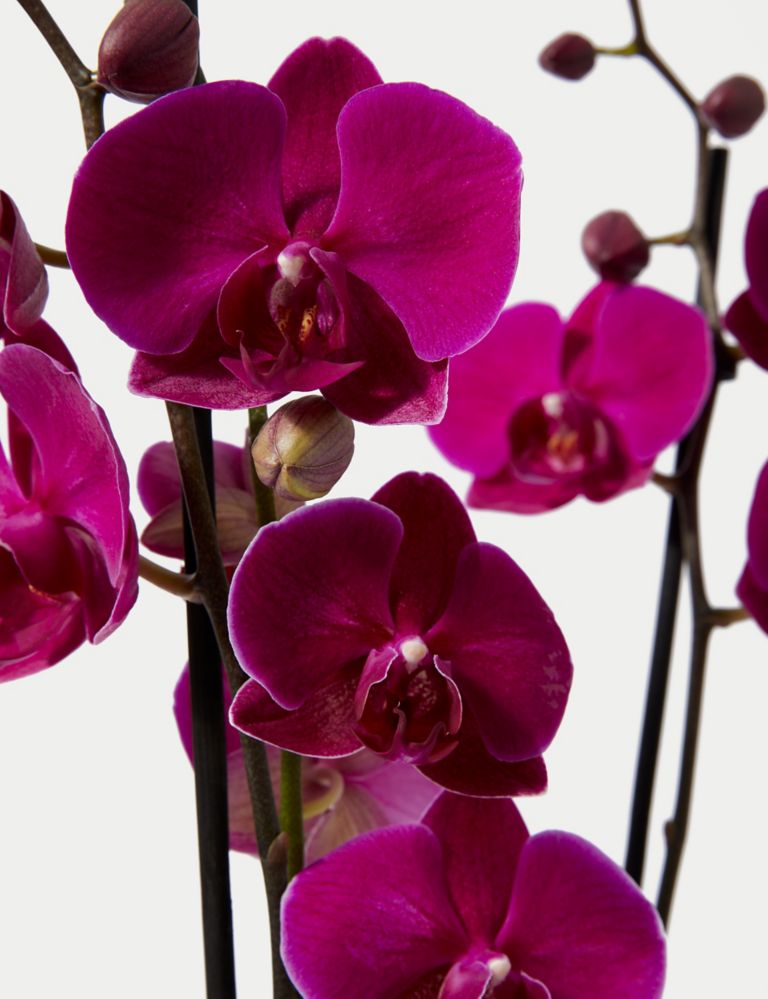 Large Purple Phalaenopsis Orchid in Ceramic Pot 3 of 4