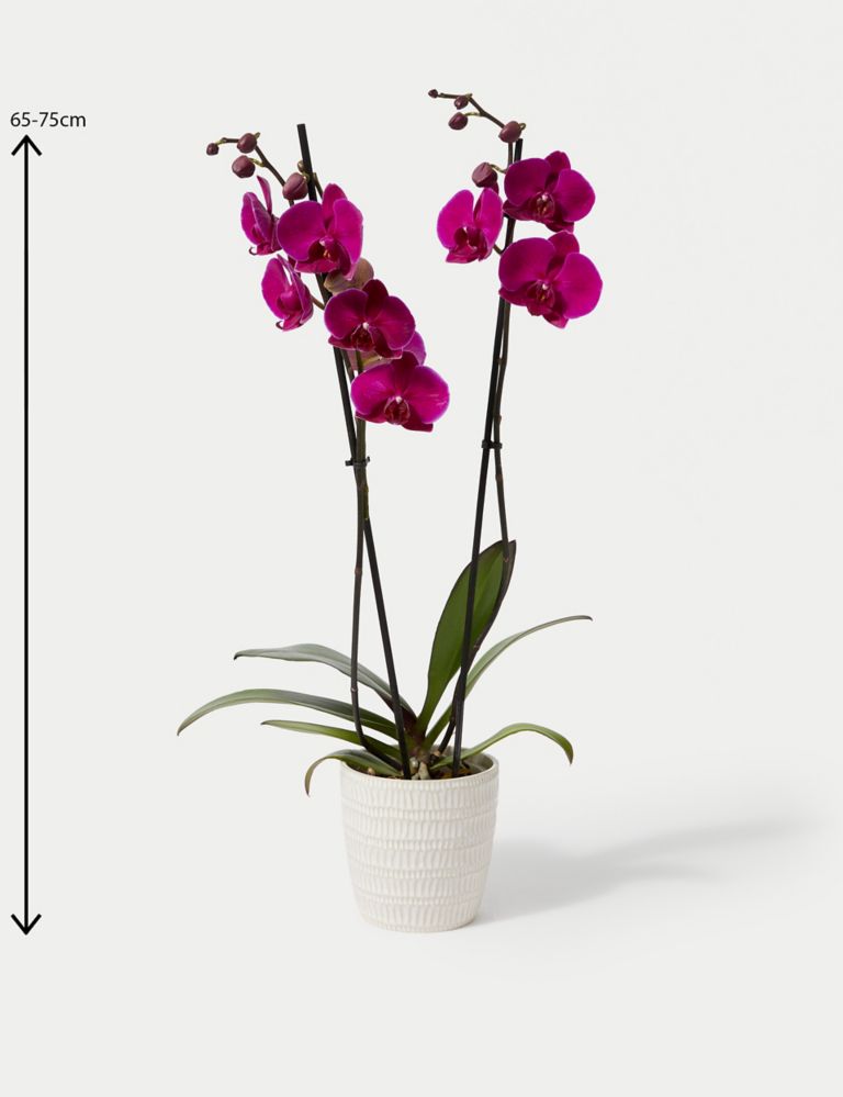 Large Purple Phalaenopsis Orchid in Ceramic Pot 4 of 4