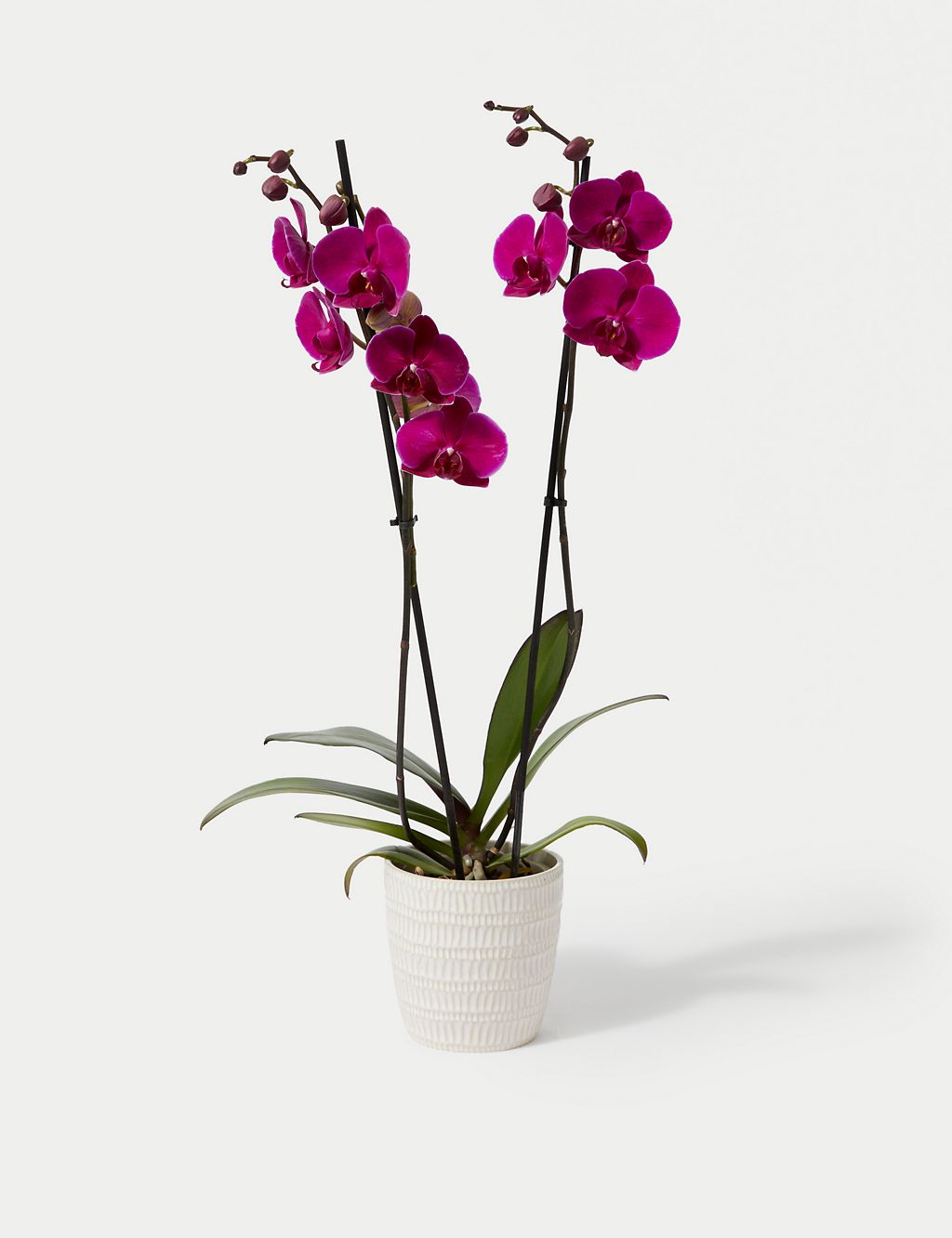 Large Purple Phalaenopsis Orchid in Ceramic Pot 1 of 4