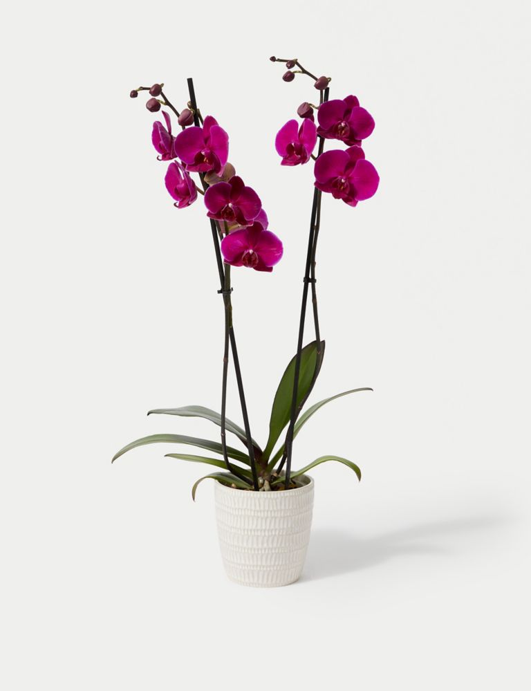 Large Purple Phalaenopsis Orchid in Ceramic Pot 2 of 4