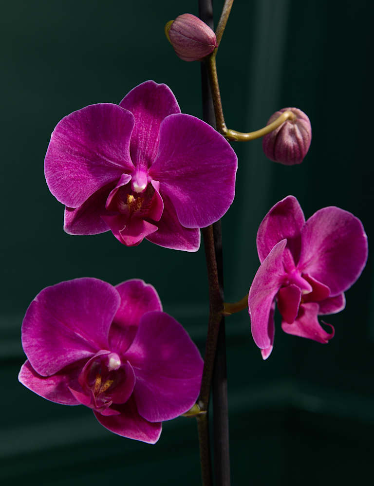 Large Purple Phalaenopsis Orchid in Ceramic Pot 2 of 4