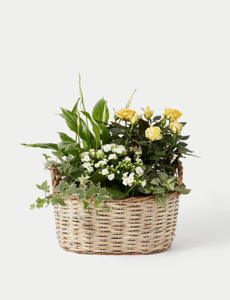 Large Summer Flowering Basket 2 of 4