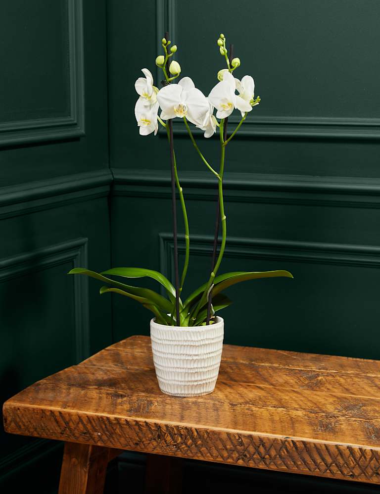 Large White Phalaenopsis Orchid in Ceramic Pot 1 of 4