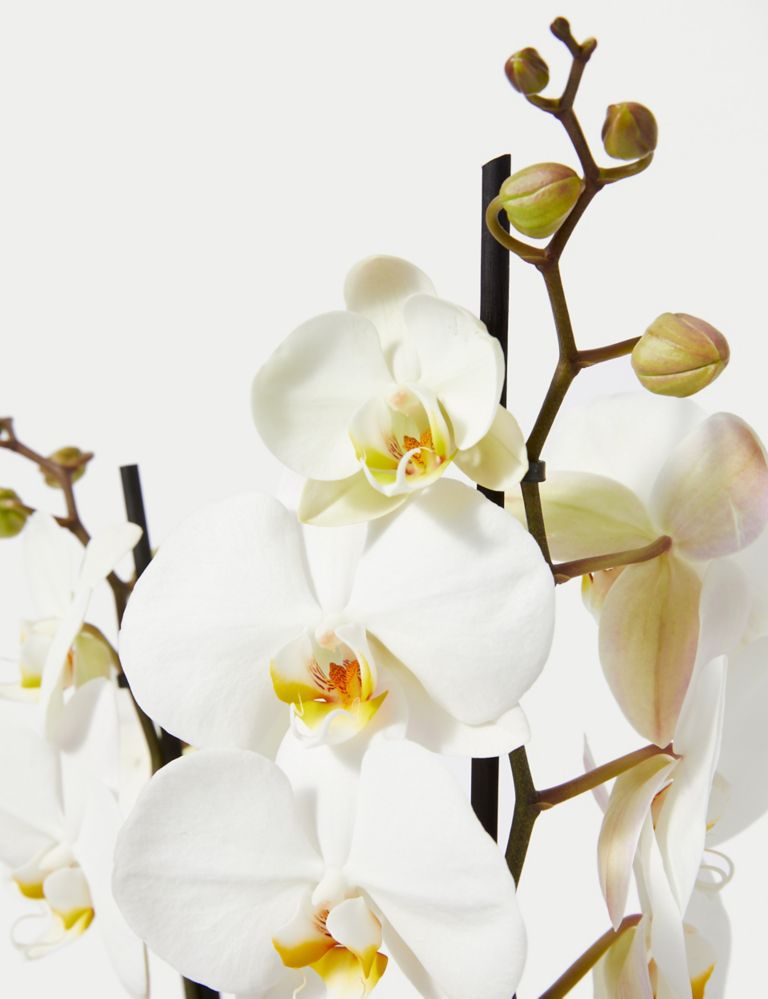 Large White Phalaenopsis Orchid in Ceramic Pot 3 of 4