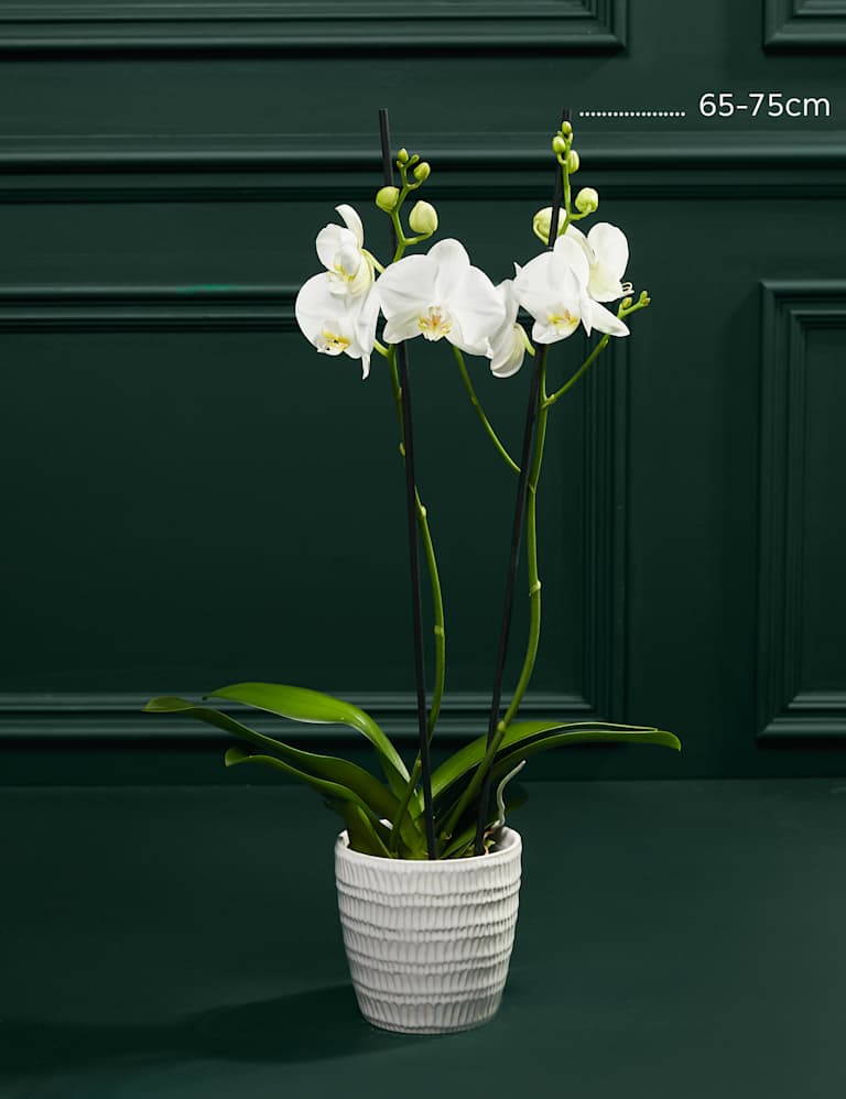 Large White Phalaenopsis Orchid in Ceramic Pot 3 of 4