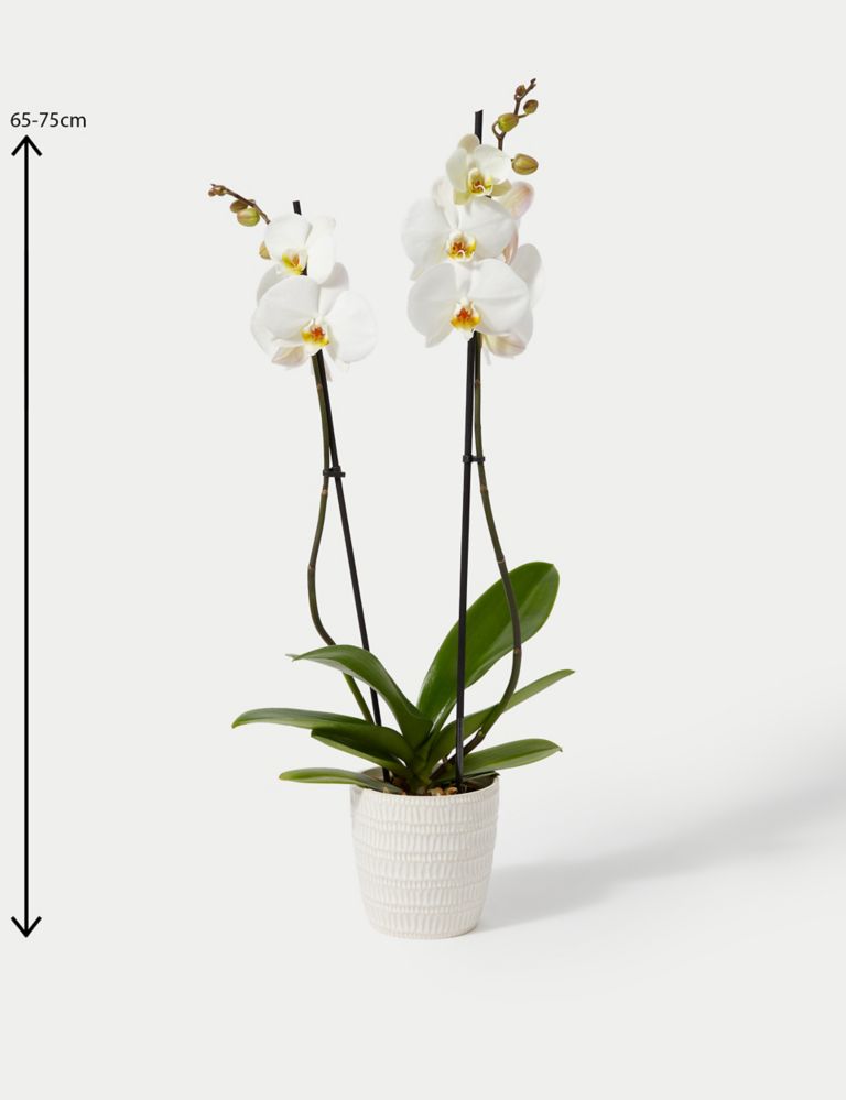 Large White Phalaenopsis Orchid in Ceramic Pot 4 of 4