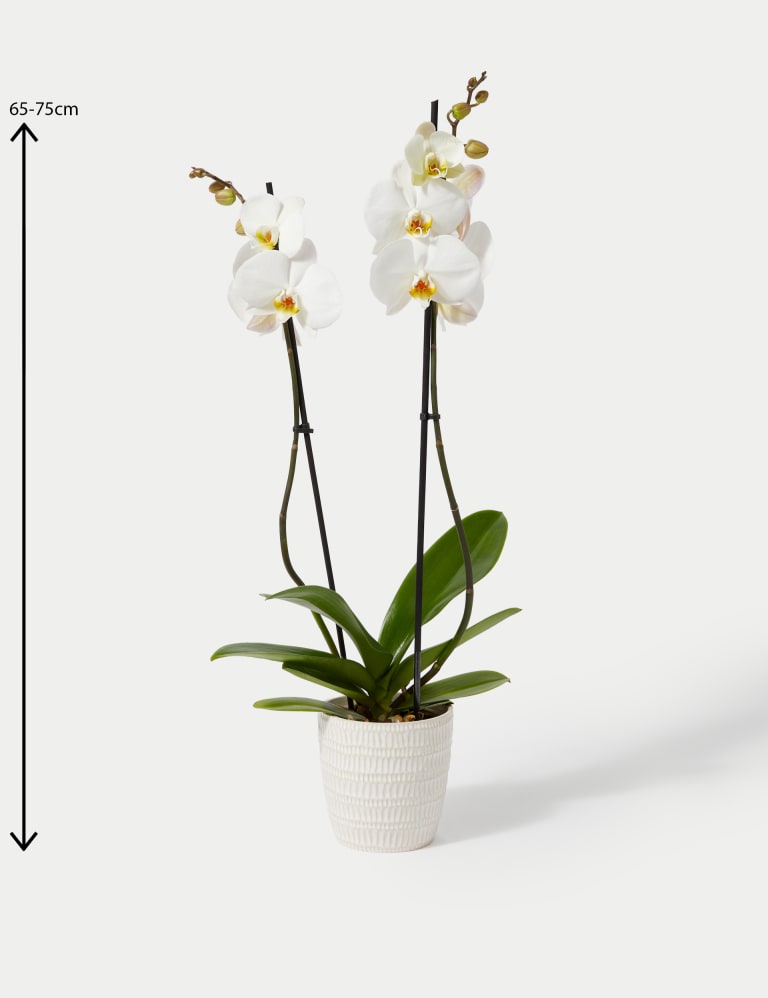 Orchid nursery near me deals
