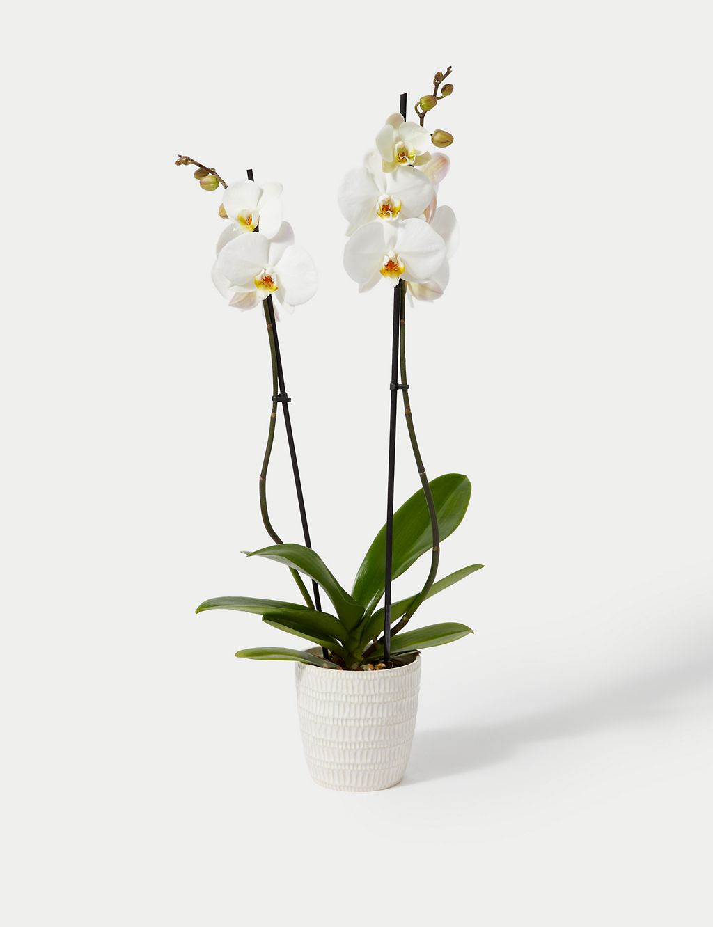 Large White Phalaenopsis Orchid in Ceramic Pot 1 of 4