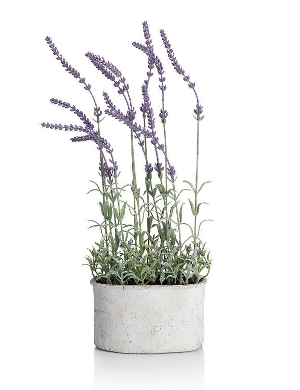 Lavender Pot Image 1 of 2