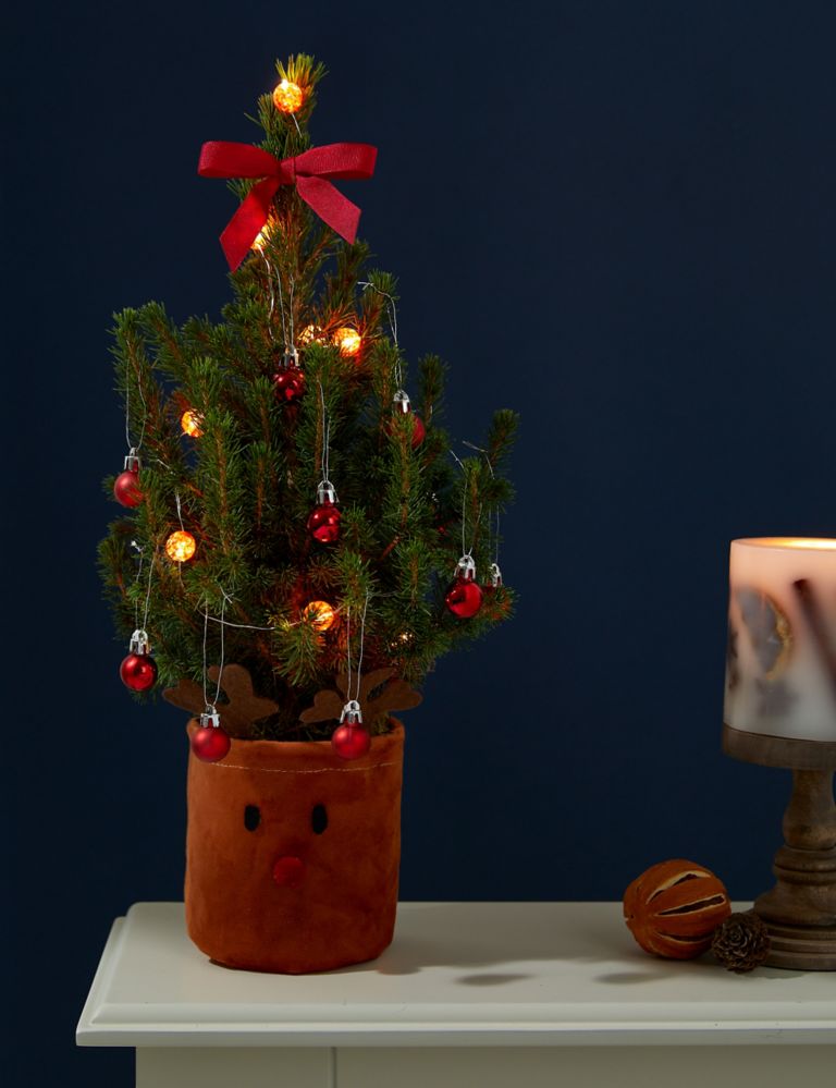 Letterbox Real Christmas Tree in Reindeer Basket 1 of 4