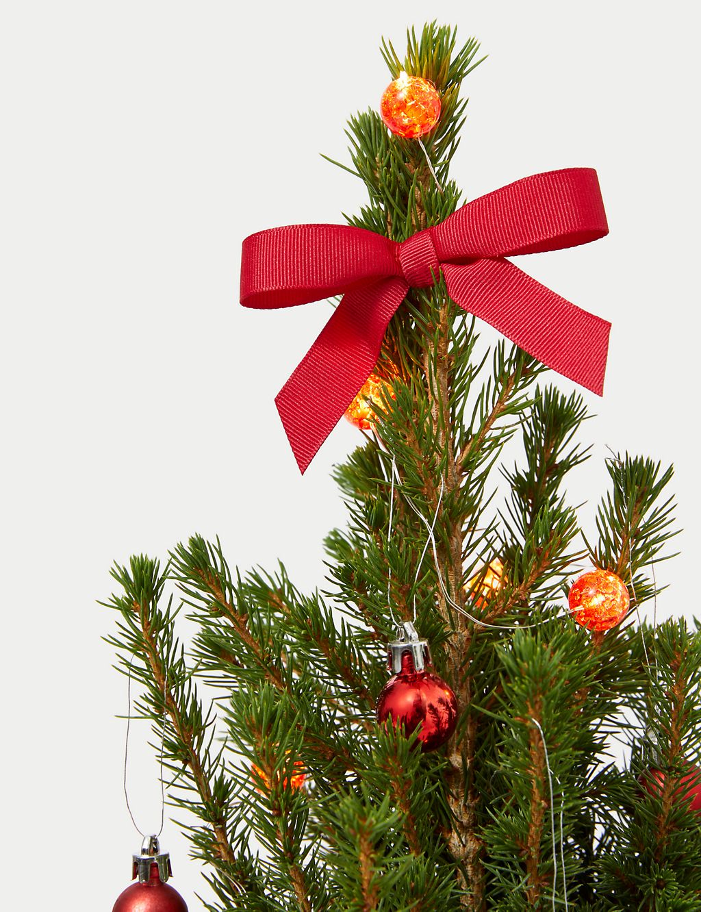 Letterbox Real Christmas Tree in Reindeer Basket 2 of 4