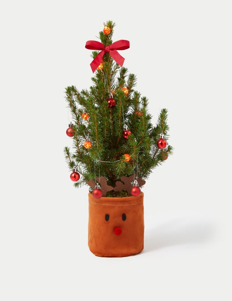 Letterbox Real Christmas Tree in Reindeer Basket 2 of 4