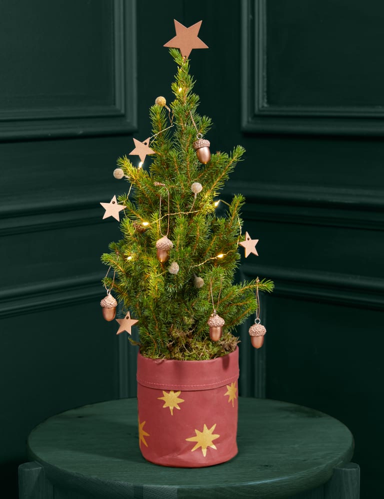 Real christmas tree 2025