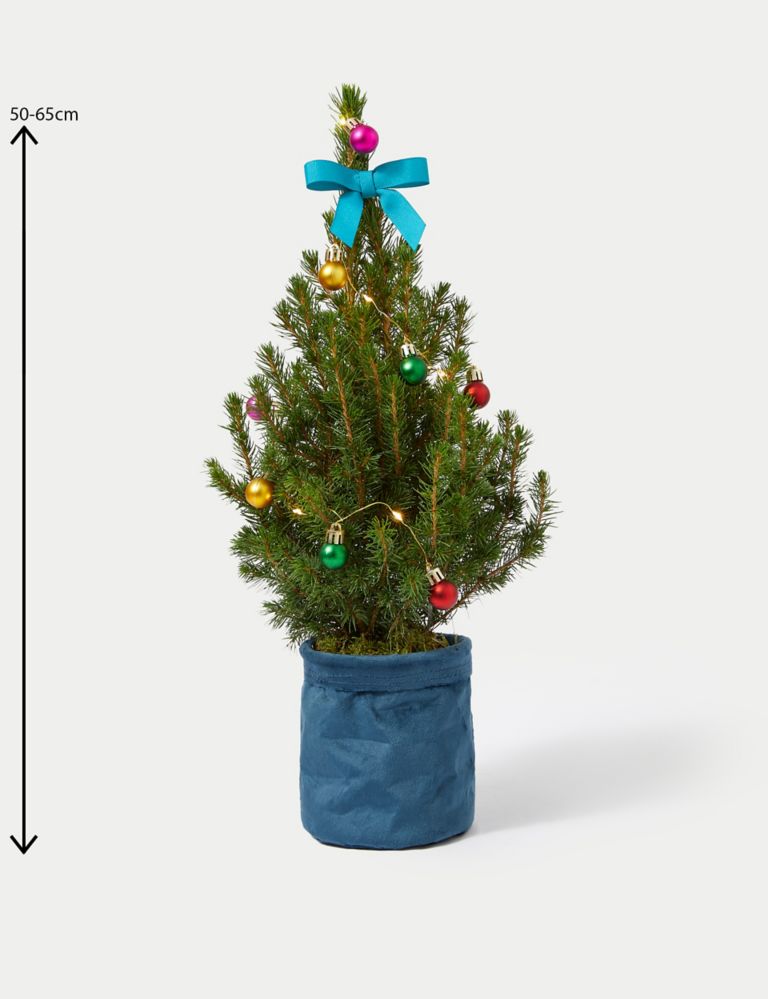 Letterbox Real Christmas Tree in Velvet Pot 4 of 5