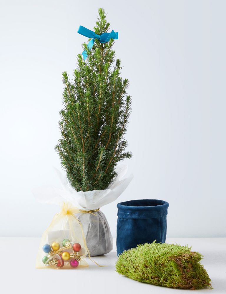 Letterbox Real Christmas Tree in Velvet Pot 5 of 5
