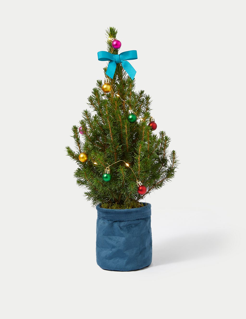 Letterbox Real Christmas Tree in Velvet Pot 1 of 5